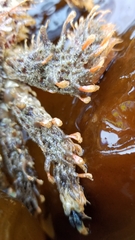 Phyllolithodes papillosus