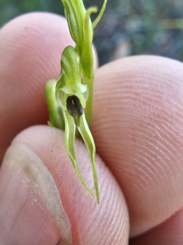 Image of Pterostylis daintreana by (c) Richard Dimon, some rights reserved (CC BY)