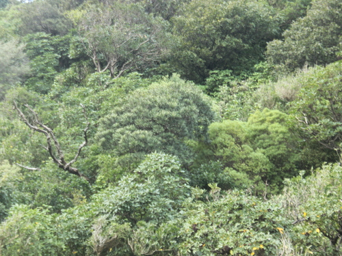 Pseudopanax ferox