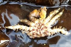 Phyllolithodes papillosus