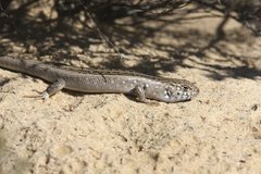 Liopholis multiscutata