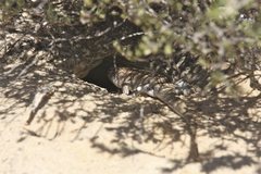 Liopholis multiscutata