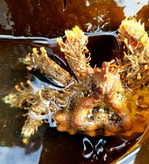 Phyllolithodes papillosus