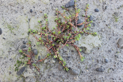 Crassula moschata