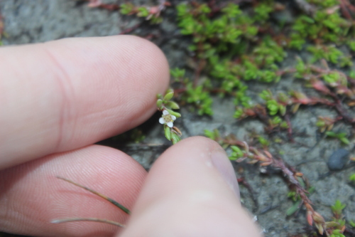 Crassula moschata