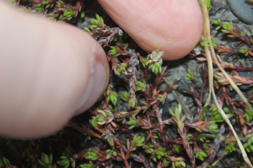 Crassula moschata