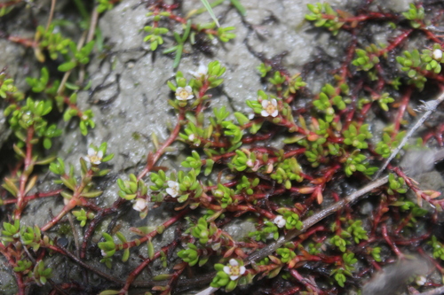 Crassula moschata