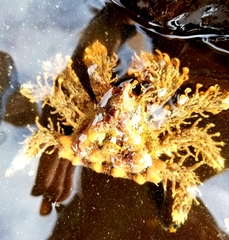 Phyllolithodes papillosus