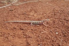 Eremiascincus richardsonii