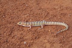 Eremiascincus richardsonii