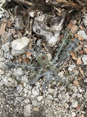 Cirsium andersonii