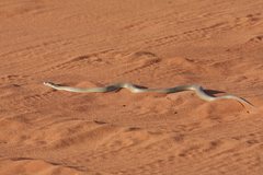 Pseudechis australis