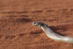 Pseudechis australis