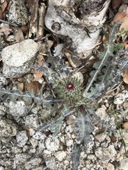 Cirsium andersonii