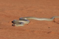 Pseudechis australis