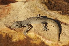 Strophurus ciliaris aberrans