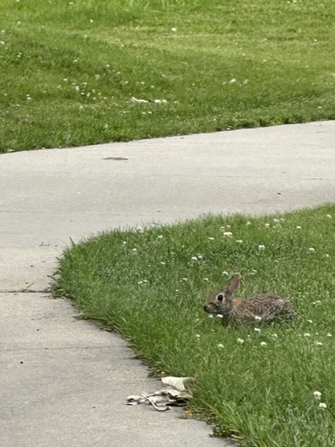 Eastern Cottontail photographed in Nebraska