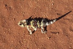 Moloch horridus