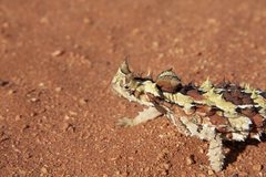 Moloch horridus