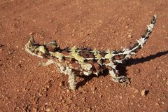 Moloch horridus