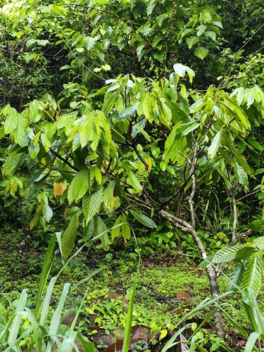 Theobroma cacao