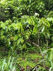 Theobroma cacao