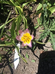 Tulipa saxatilis