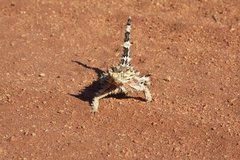 Moloch horridus