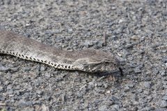 Acanthophis antarcticus