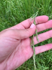 Bromus arvensis