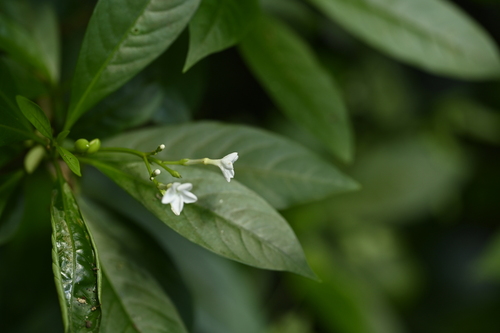 Image of Rauvolfia verticillata by (c) 曾昱承 Yu-Cheng Zeng, some rights reserved (CC BY)