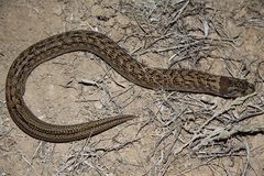 Pygopus schraderi