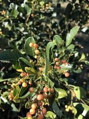 Searsia nebulosa nebulosa