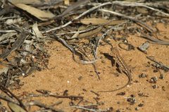 Ctenophorus spinodomus