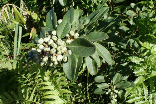 coast resintree (Ozoroa obovata)