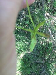 Valerianella umbilicata