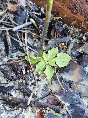 Image of Pterostylis daintreana by (c) Richard Dimon, some rights reserved (CC BY)