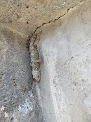 Tenuidactylus caspius