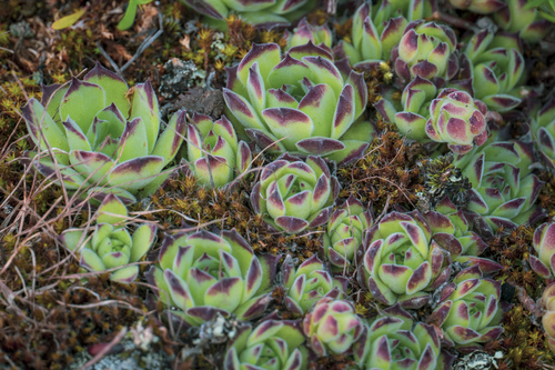 Sempervivum ruthenicum, photograph 4