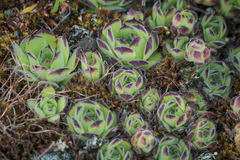 Viktor Strenada, CC BY, iNaturalist via GBIF Sempervivum ruthenicum, photograph Viktor Strenada, CC BY, iNaturalist via GBIF