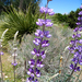 Longleaf Bush Lupine - Photo (c) Cliff Hutson, some rights reserved (CC BY)