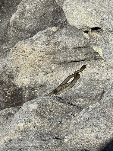 Common Tree Snake sighting