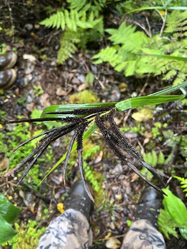 Carex kauaiensis observed 2024-06-12