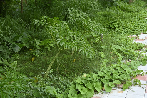 Image of Amorphophallus paeoniifolius by (c) 曾昱承 Yu-Cheng Zeng, some rights reserved (CC BY)
