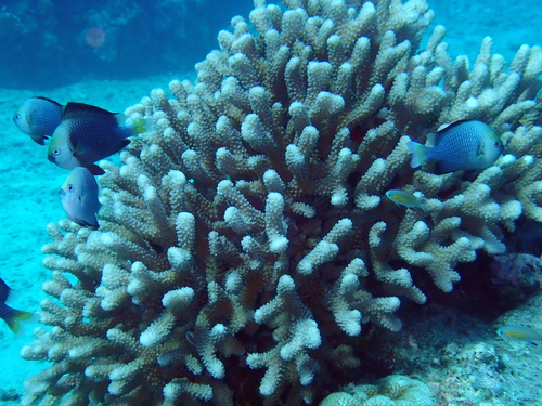 Yellowtail dascyllus (Dascyllus flavicaudus) — Pomacentridae — 4