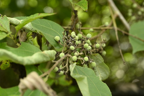 Grewia eriocarpa observed 2024-06-10