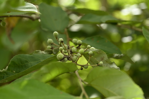 Grewia eriocarpa, photograph 1
