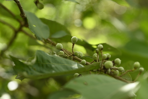 Grewia eriocarpa, photograph 2