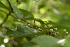 Grewia eriocarpa, photograph (c) 曾昱承 Yu-Cheng Zeng, some rights reserved (CC BY)