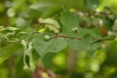 Grewia eriocarpa, photograph (c) 曾昱承 Yu-Cheng Zeng, some rights reserved (CC BY)